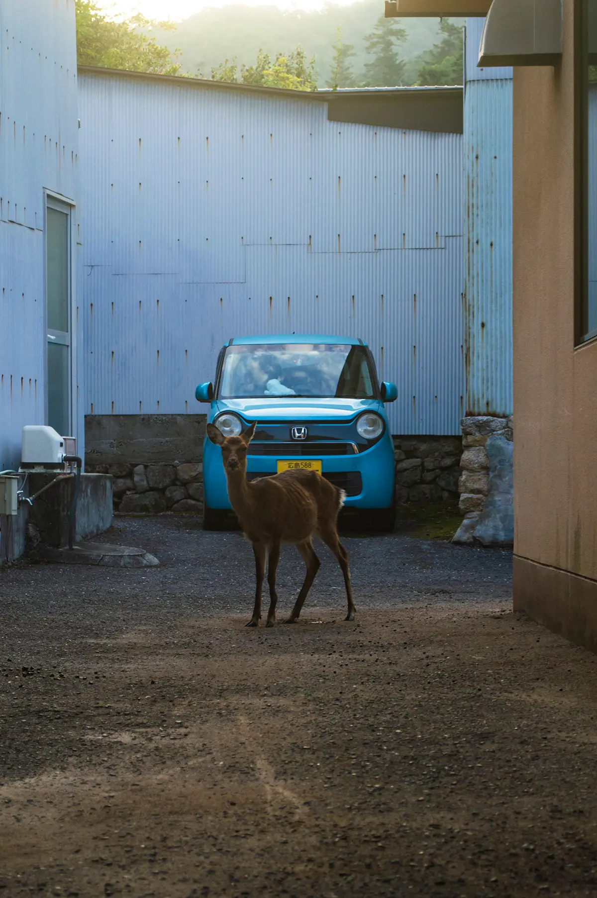 Photograph - Miyajima Deer