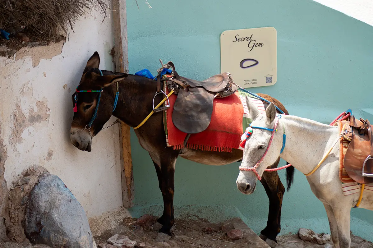 Photograph - Santorini Mules